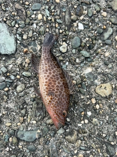 オオモンハタの釣果