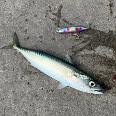 サバの釣果