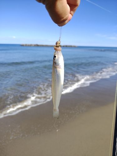 キスの釣果