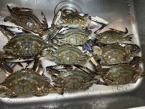 ワタリガニの釣果