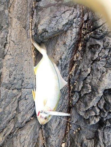 ネリゴの釣果