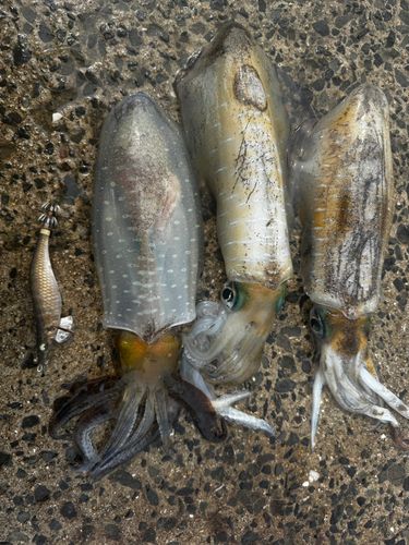 アオリイカの釣果
