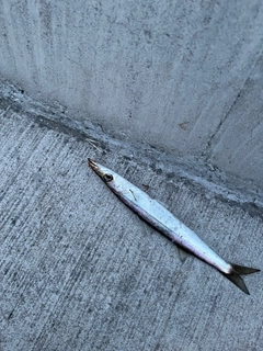 カマスの釣果