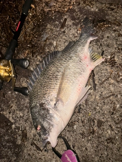 キビレの釣果