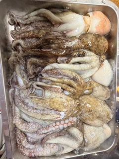 マダコの釣果