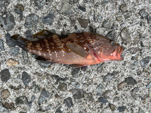 キジハタの釣果