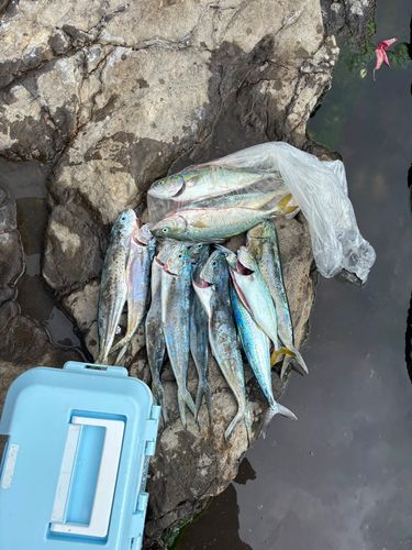 釣果