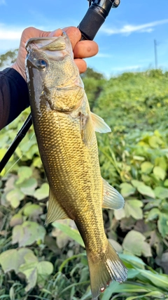 ラージマウスバスの釣果