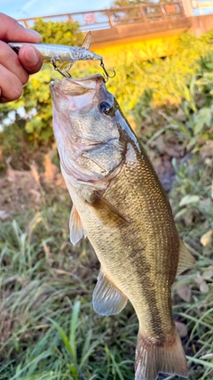 ラージマウスバスの釣果
