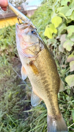 ラージマウスバスの釣果