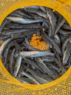 マハゼの釣果