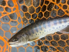 ヤマメの釣果