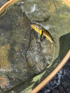 アユの釣果