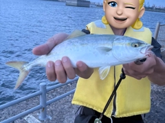 ワカシの釣果