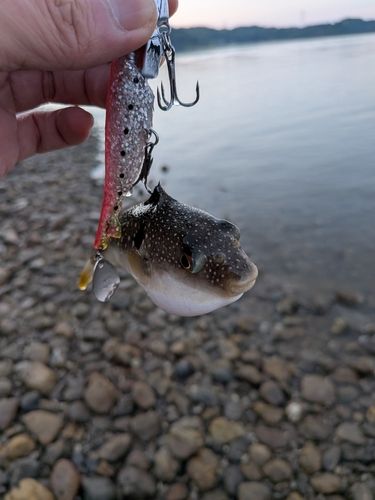 フグの釣果