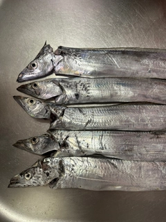 タチウオの釣果