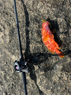 アカハタの釣果
