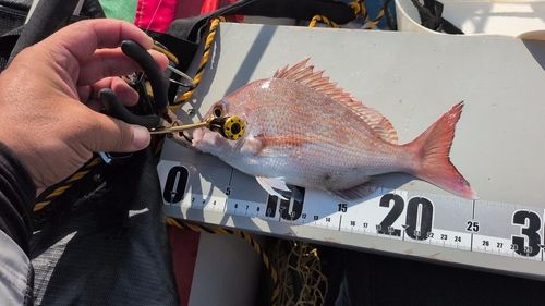 タイの釣果