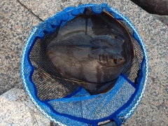 アカエイの釣果