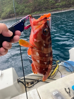アカハタの釣果
