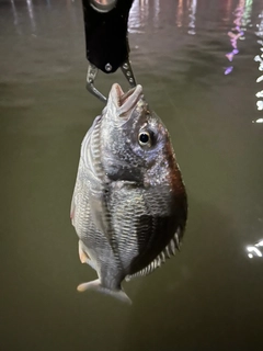 キビレの釣果