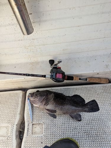 マゾイの釣果