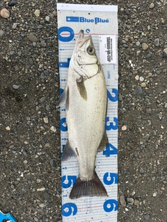 ヒラスズキの釣果