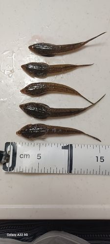 メゴチの釣果