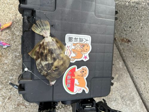カワハギの釣果