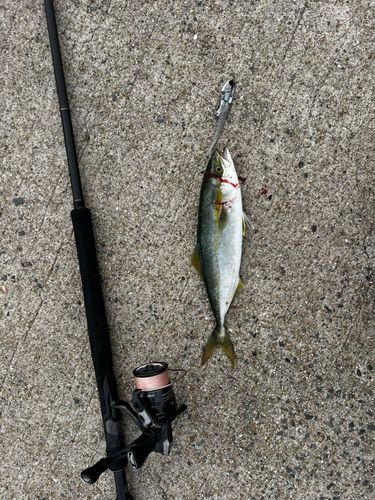 ヤズの釣果