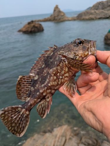 アラカブの釣果