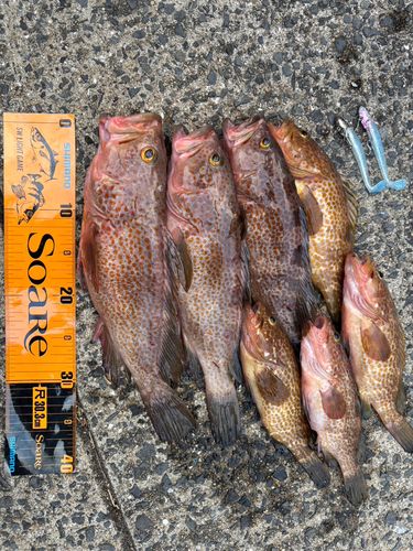 アコウの釣果