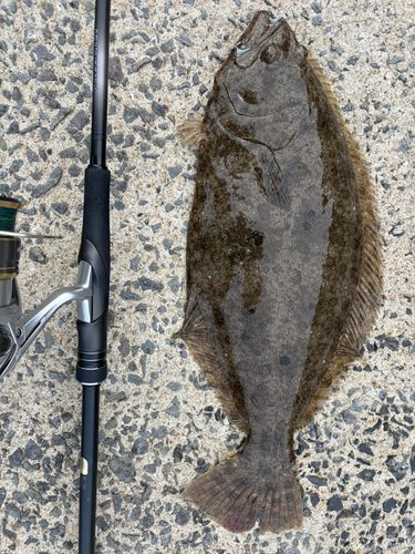 ヒラメの釣果