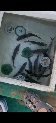 モンゴウイカの釣果
