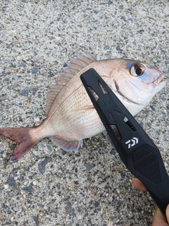 タイの釣果