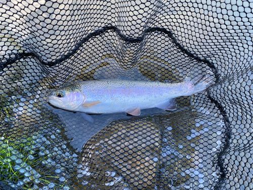 トラウトの釣果