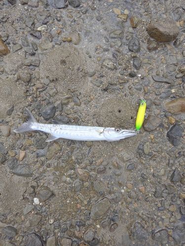 オニカマスの釣果