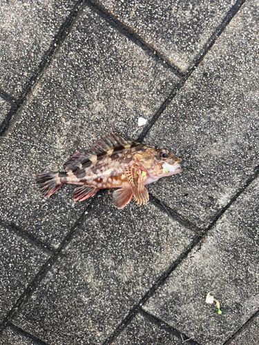 カサゴの釣果