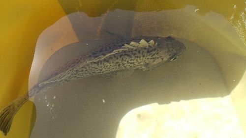 マゾイの釣果