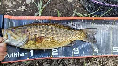 スモールマウスバスの釣果