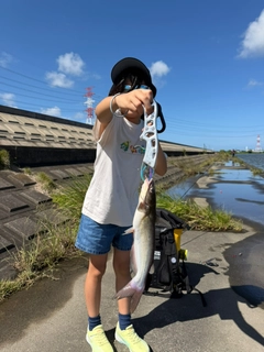 アメリカナマズの釣果