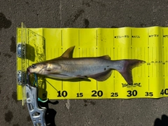 アメリカナマズの釣果