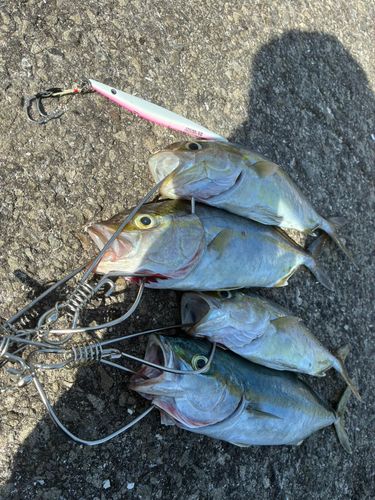 ネイリの釣果