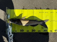 アメリカナマズの釣果