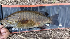 スモールマウスバスの釣果