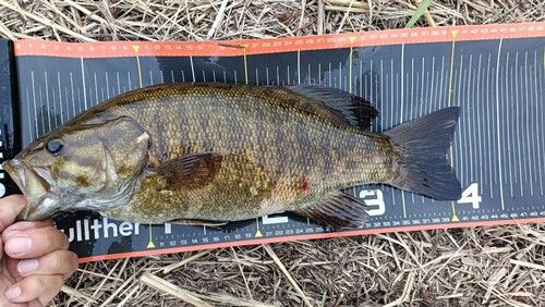 スモールマウスバスの釣果