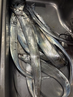 タチウオの釣果