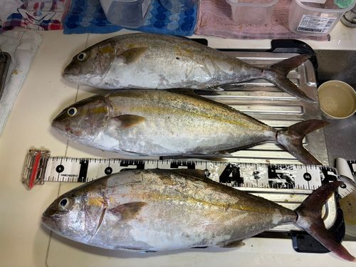ネリゴの釣果