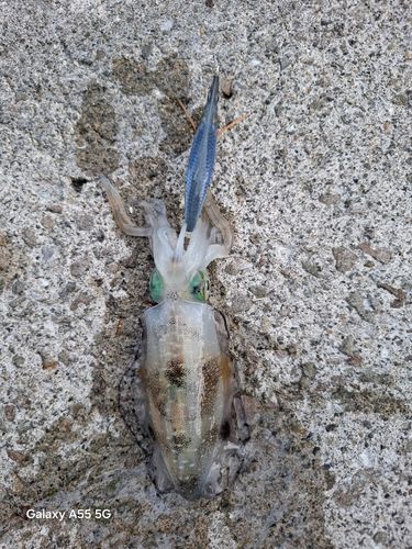 アオリイカの釣果