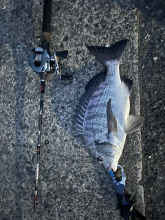クロダイの釣果